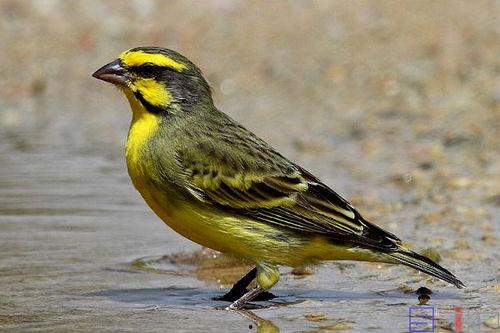 金青鸟叫声视频,探寻自然界的和谐旋律