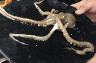 吃生八爪鱼视频,生八爪鱼美食大揭秘