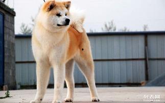 秋田狗视频,忠诚与勇猛的守护者