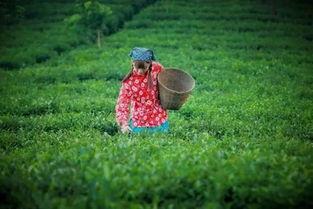 顺采茶视频,探寻传统制茶工艺的魅力之旅
