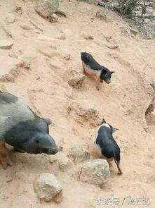 放养土猪视频,探寻自然养殖的生态魅力