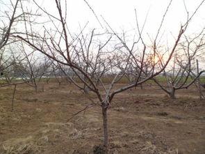 四年桃树修剪技术视频,四年桃树修剪技术视频精华总结