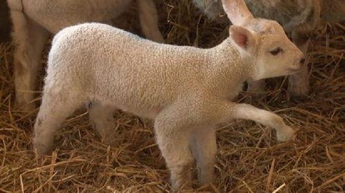 女人劁小羊视频,女子公开劁小羊过程引热议