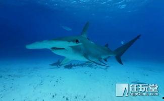 锤头鲨鱼视频,锤头鲨鱼的神秘世界揭秘