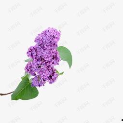 丁香视频免费观看,解锁医学知识宝库