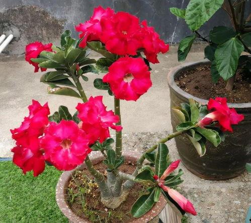 沙漠玫瑰扦插方法视频,视频教程详解