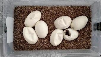 蛇蛋孵化视频,见证生命的奇迹