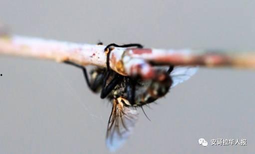 夹苍蝇视频,一招制胜的夹苍蝇视频揭秘