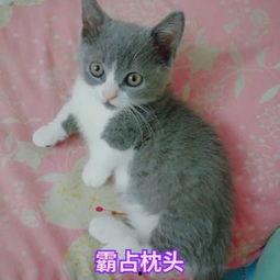 四脚猫视频,揭秘神秘生物的奇幻世界