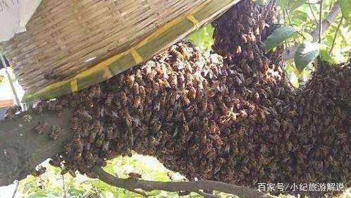 收捕野生蜜蜂的视频